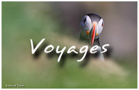 Accéder à la galerie photos de Voyages